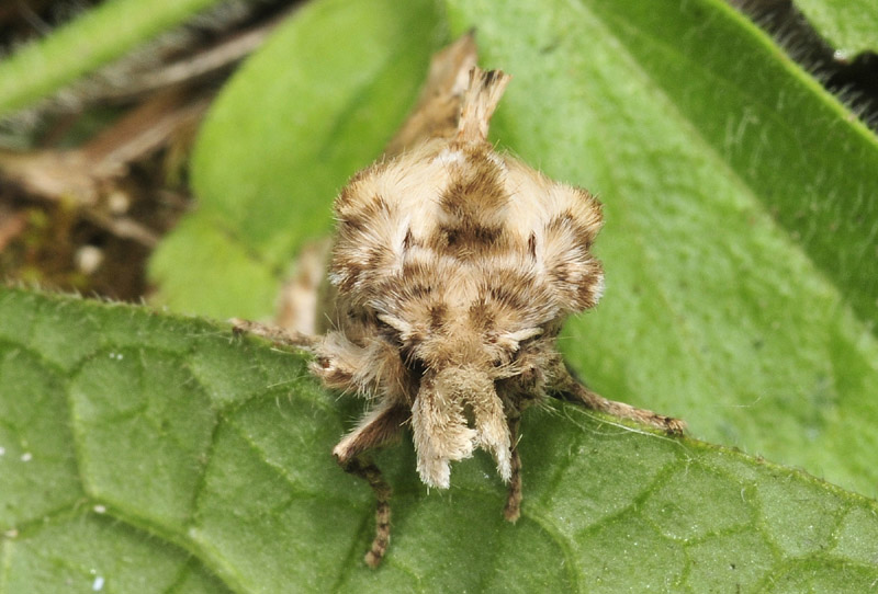 Quiz  2 - Pterostoma palpina, Notodontidae